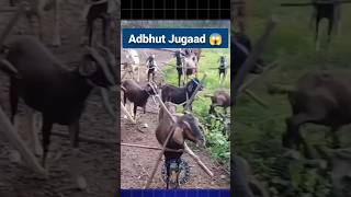 अद्भुत आधुनिक Jugaad 😱 bakrifarming goat goatfarming bakripalan farming shorts [upl. by Rafaelita530]