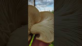 Oyster Mushrooms That Grow on Trees [upl. by Nace]