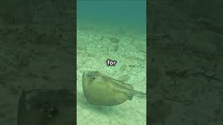 The role of stingrays in Marine Ecosystem stingray nature naturelovers [upl. by Baiss160]