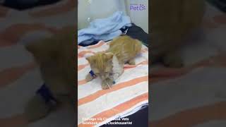 A Cat Suffering From Permethrin Poisoning [upl. by Eidok]