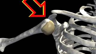 How Shoulder Dislocation Occurs Animation  Shoulder Joint Dislocation Video [upl. by Ciro]