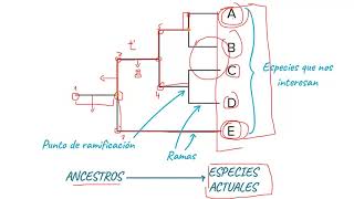 ¿Cómo se lee un árbol filogenético [upl. by Nnyla184]