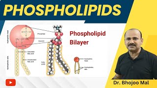 Phospholipis  Lipids  Class 11 Biology  by Dr Bhojoo Mal [upl. by Rowland]