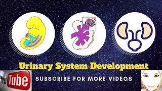 Special embryology  Urogenital system  2 Urinary bladder [upl. by Shel717]