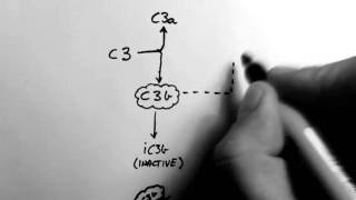 Complement 1  Overview [upl. by Ymma]