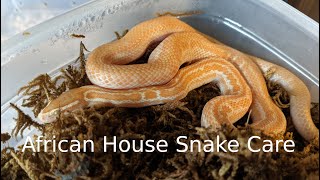 African House Snake Care [upl. by Nelehyram687]