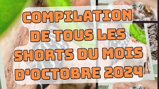 Compilation de tous les shorts du mois doctobre 2024 [upl. by Yesnikcm]