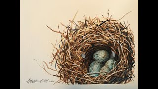 How to paint a Nest in watercolours with Amber Emm [upl. by Asiela733]