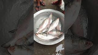 এগুলো মাত্র ১৮০০ টাকা কেজি ইলিশ মাছ fish fishing short shorts [upl. by Cotter573]