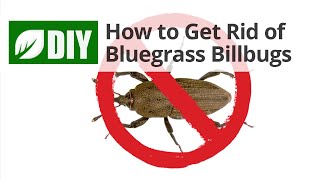 How to Get Rid of Bluegrass Billbugs [upl. by Nnov818]