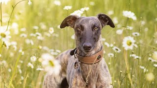 Why Whippets Make the Perfect Loyal Companion [upl. by Erine]