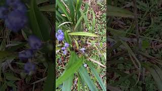 Dianela caerulea  Blue Flax Lily 🫐 nature plants bushtucker vlog [upl. by Mairhpe]