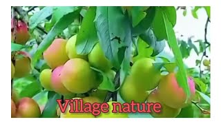 Village mein paai jati hai ye sab chijevillage naturevillagelife [upl. by Fay381]