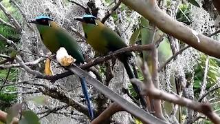 CANTO DEL BARRANQUERO  BLUECROWNED MOTMOT [upl. by Arahd]