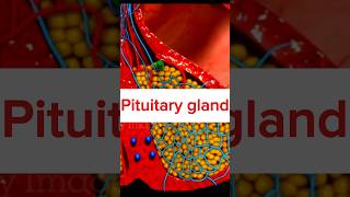 Pituitary gland short shorts ytshorts viralvideo pituitarygland short video 3d animation [upl. by Map]