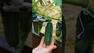 3 cucumber growing tips 🥒 gardeningtips gardening [upl. by Madelina]