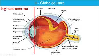 Anatomie de lappareil visuel  Dr Layadi CHU Bab El Oued [upl. by Redliw]