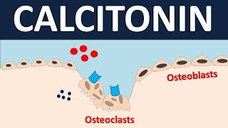 Calcitonin for bone disorders  Osteoporosis amp Pagets disease [upl. by Nomor880]