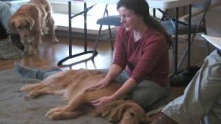 Dog Massage  Loosening the Legs [upl. by Robers199]