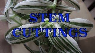 Taking Stem Cuttings  Propagating Tradescantia [upl. by Newbold]