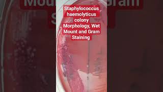 Gramstaining And Wetmounting Staphylococcus Haemolyticus Colonies microscope microbiology [upl. by Apollus]