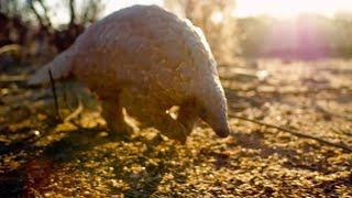 Saving a Pangolins Life  Natural World  BBC Earth [upl. by Ydissahc660]