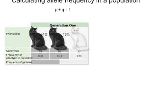 ch 20 calculating allele freq Part 1 [upl. by Valerye537]