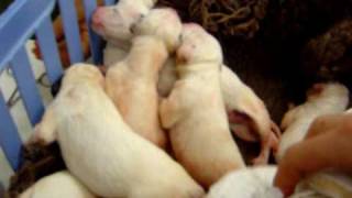 Newborn Dalmatian Puppies [upl. by Baalbeer]