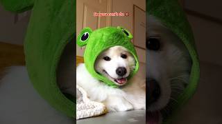 A very busy day in Shiro’s life funny puppy cute tiktok dog dogshorts songtheholdernessfamily [upl. by Sib]