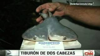 Un tiburón de dos cabezas en Florida [upl. by Einnhoj]