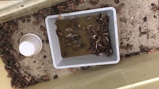 5 STEPS to Keep Fiddler Crabs Alive [upl. by Tilney836]