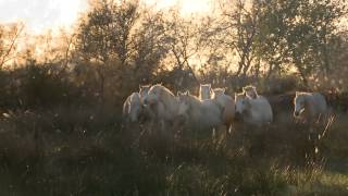 Au Coeur de la Roussatine le cheval Camargue [upl. by Eenwat]