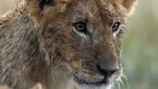 The Cubs Play in the Rain  Little Big Cat  BBC Earth [upl. by Cleodal]