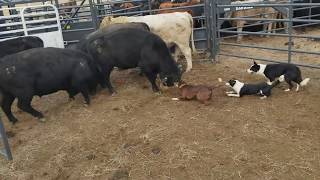 Loading bulls with Brick Kate and Dan [upl. by Everard]