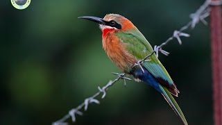 ABEJARRUCO FRENTIBLANCO Merops bullockoides [upl. by Anaujahs608]