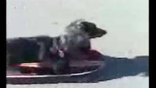 Wiener Dog riding Skateboard [upl. by Ahsiener]