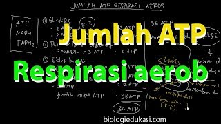 Jumlah ATP Respirasi Aerob [upl. by Ihcego342]