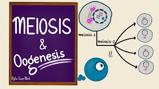 Meiosis  Oogenesis  Gametogenesis  Human Embryology  Reproductive Physiology [upl. by Stephens992]