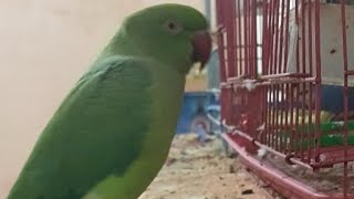 Mona Sharma is live parrot [upl. by Aicul]