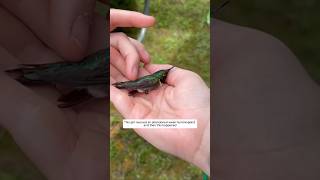 This girl rescued an abandoned weak hummingbird and then this happened animalshorts [upl. by Remat182]