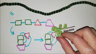 What is Phosphorylation [upl. by Cheke]