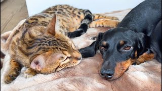 Dachshunds amp Bengal Cat are dreaming at the same time [upl. by Traggat]