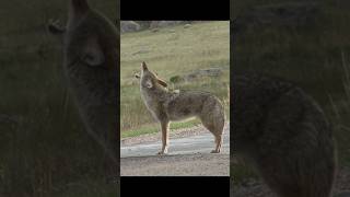 Coyote Sounds of Howling and Barking  Canis latrans Sounds [upl. by Ditmore]