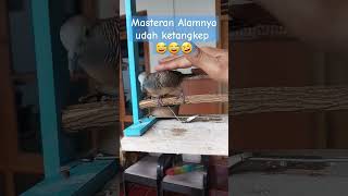 Masteran alam yang mudah di rekam murai batu 🤣 kicaumania burung muraibatu masteranburung [upl. by Lacombe]