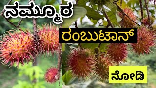 ನಮ್ಮೂರ ರಂಬುಟಾನ್ ನೋಡಿ😄 Rambutan plant [upl. by Harmony203]