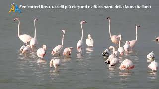 Fenicottero Rosa Phoenicopterus Roseus uccelli più eleganti e affascinanti della fauna italiana [upl. by Oiramd]