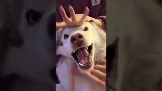 Worlds FUNNIEST Dog Video Ever Caught on Camera [upl. by Reddin]