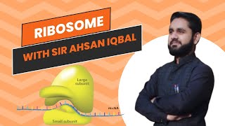 Ribosomes in urdu hindi Cell organelle  cell structure rRNA [upl. by Paxton]