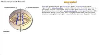 Mitosis and Cytokinesis Animation from Mastering Biology [upl. by Oniskey]