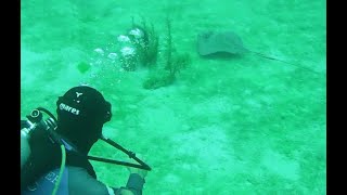 Stingray at Roatan roatan travel scubadiving stingray [upl. by Wilen]